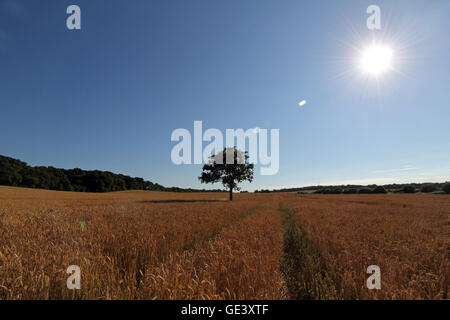 Epsom Surrey, Regno Unito. Il 23 luglio 2016. Il sole splende sulla maturazione di un campo di grano in Epsom Surrey, Inghilterra su una bella giornata d'estate. Credito: Julia Gavin UK/Alamy Live News Foto Stock