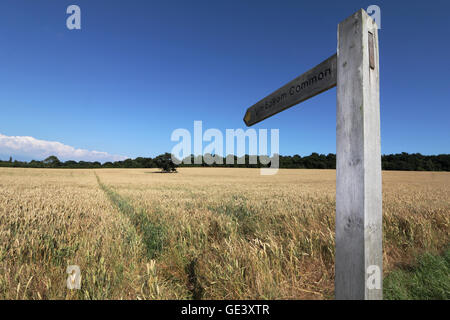 Epsom Surrey, Regno Unito. Il 23 luglio 2016. L'azzurro del cielo su un campo di maturazione del grano in Epsom Surrey, Inghilterra su una bella giornata d'estate. Credito: Julia Gavin UK/Alamy Live News Foto Stock