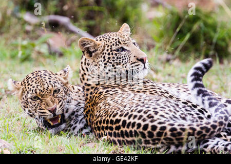 Masai Mara, Kenya. African leopard (Panthera pardus pardus) ululano appoggia con un altro leopard vicino a un recente kill. Foto Stock