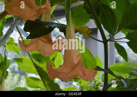 Brugmansia aurea (Golden Angel's Tromba) Foto Stock