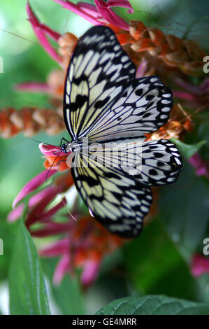 Ninfa struttura butterfly (Idea leuconoe) - Il giardino botanico di Montreal - Quebec. Foto Stock