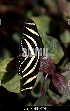 Zebra Longwing Butterfly (Heliconius charitonius) - Il giardino botanico di Montreal - Quebec. Foto Stock