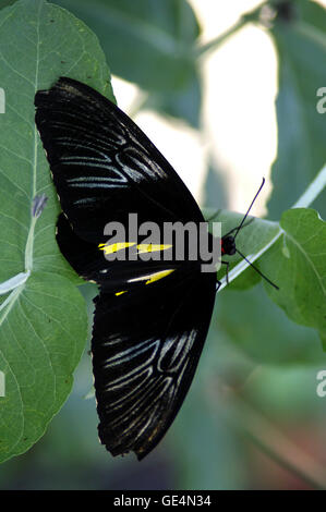 Tiger coda forcuta farfalla (Papilio glaucas). Il giardino botanico di Montreal - Quebec. Foto Stock