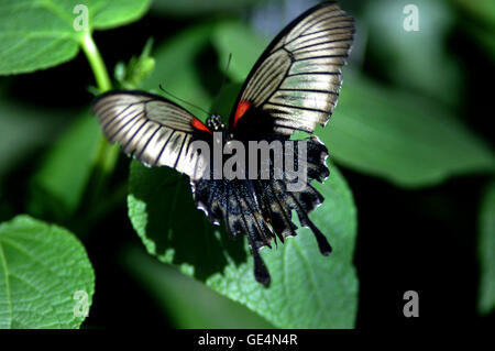 Grande Farfalla mormone (Papilio memnon) - Il giardino botanico di Montreal - Quebec. Foto Stock