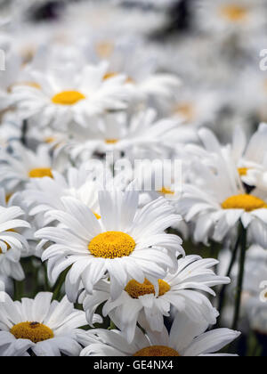 Grappolo di Marguerite freschi fiori che crescono nel giardino Foto Stock