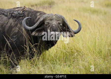 Cape buffalo con giallo-fatturati oxpecker in erba lunga, il Masai Mara, Kenya Foto Stock