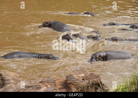 Ippopotami nuotare nel fiume di Mara, il Masai Mara, Kenya Foto Stock