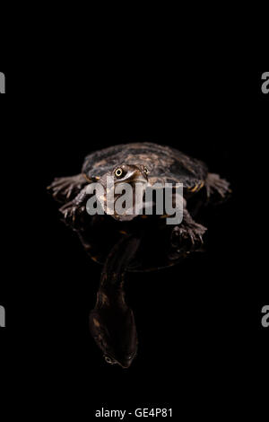 Baby Long-Necked orientale Turtle guardando verso l'alto Foto Stock