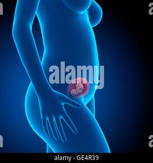 Feto umano età 18 settimane, illustrazione. Foto Stock