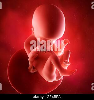 Feto umano età 18 settimane, illustrazione. Foto Stock