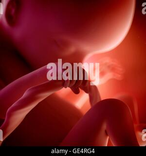 Feto umano età 18 settimane, illustrazione. Foto Stock