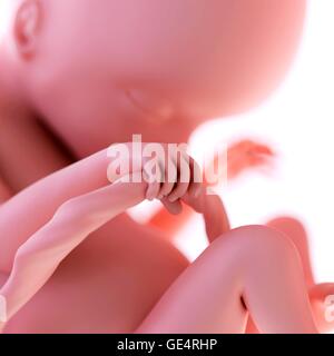 Feto umano età 18 settimane, illustrazione. Foto Stock