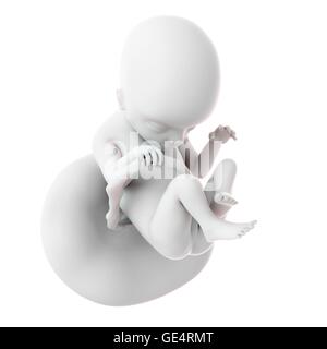 Feto umano età 18 settimane, illustrazione. Foto Stock