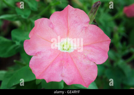 Rosa rosa del deserto fiore (Altri nomi sono rosa del deserto, simulazione di Azalea, Pinkbignonia, Impala lily, Adenium obesum, Chuanchom) in Rama Foto Stock