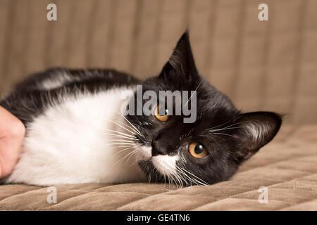 Master mani accarezzano il gatto Foto Stock