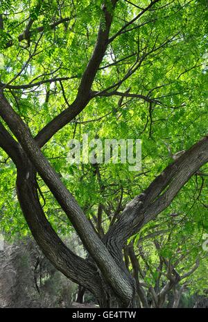 Struttura unica rami attraversati con uno su un angolo retto e agli altri naturalmente piegato con un luminoso verde fogliame. Foto Stock