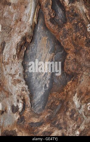 Closeup abstract di un Western Australia tronco di albero con due texture della corteccia con fessura aperta rivelando lo strato interno. Foto Stock