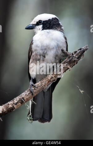 Tanzania, Tarangire NP, Northern bianco-crowned Shrike, Eurocephalus rueppellii Foto Stock