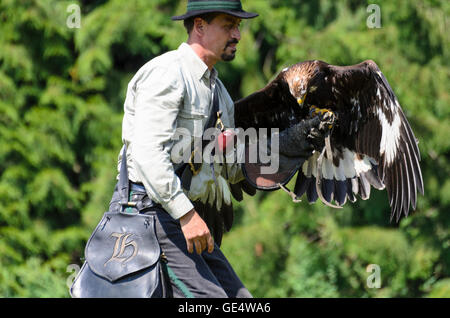 Pölla: aquila reale (Aquila chrysaetos ) con una dimostrazione di volo in falconeria e raptor centro federale austriaco Falk Foto Stock