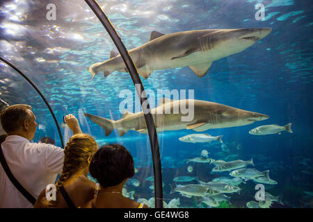 Gli squali, tunnel sottomarino in un acquario, L'Aquarium, Moll d'Espana, Barcellona, in Catalogna, Spagna Foto Stock