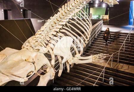 Il Museu Blau,museo di scienza naturale, di scheletro di balena nella lobby. Edificio progettato da Jacques Herzog e Pierre de Meuron,Carrer d Foto Stock