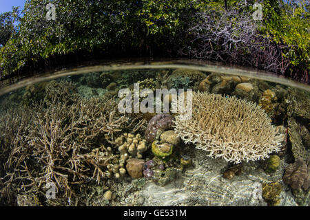 Un set di sani di coralli cresce in acque poco profonde in Raja Ampat, Indonesia. Questa regione è nota per la sua alta biodiversità marina. Foto Stock