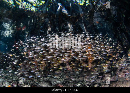 Pesciolini sciame lungo il bordo di una foresta di mangrovie in Raja Ampat, Indonesia. Mangrovie servono come vivai per molte specie. Foto Stock