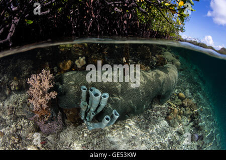 Un set di sani di coralli cresce in acque poco profonde in Raja Ampat, Indonesia. Questa regione è nota per la sua alta biodiversità marina. Foto Stock