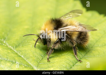 Un maschio di inizio Bumblebee (Bombus pratorum) Foto Stock