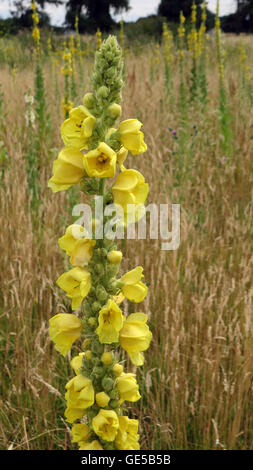 Saldare Reseda luteola (aka Dyer's Rocket) tipicamente disturbati terreno accidentato. Foto Tony Gale Foto Stock