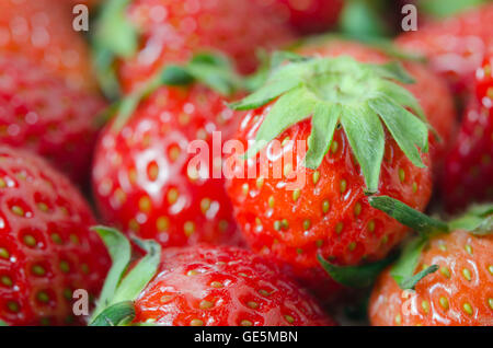 Gruppo di rosso fragole mature con flash riempito Foto Stock