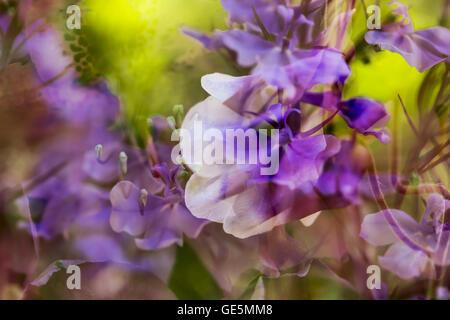 Lobeila, aquilegia alpina e rododendro fiorisce in esposizione multipla immagine con sfondo iris. Foto Stock