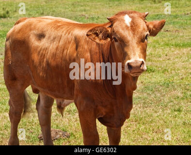 Australian bovini da carne, giovani hereford angus cross allevati per la carne Foto Stock