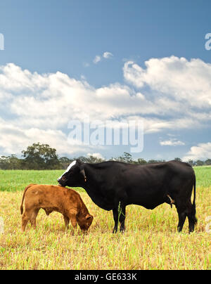 Il bambino e la madre di Vacca di razza australiano di bovini da carne sul pascolo agricolo Foto Stock