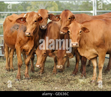 Agricoltura australia sei vacche marrone in corral Foto Stock