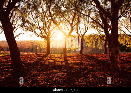 Beautiful golden dry vista parco nella foresta in giornata di sole caldo giallo luce del tramonto, caduta stagione Foto Stock