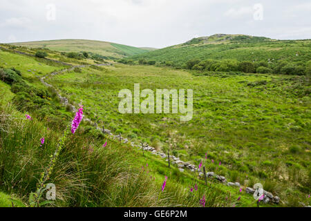 Foxgloves in primo piano di vista guardando fino alla valle dell'Oriente Dart River, Parco Nazionale di Dartmoor, Devon, Inghilterra, Regno Unito Foto Stock