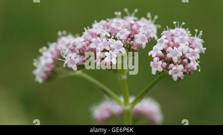 Piccola rosa selvatica fiori di prato Foto Stock