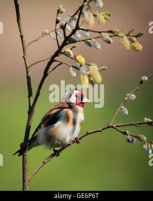 Unione cardellino, nota anche semplicemente come cardellino, appollaiato su un ramo con fiori di primavera Foto Stock