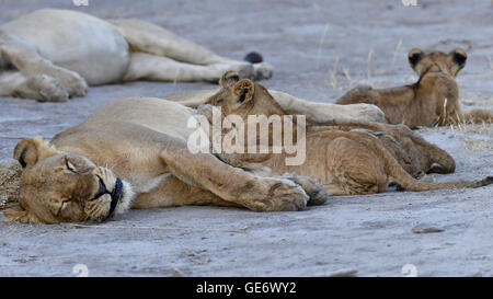 Leonessa cuccioli di allattamento Foto Stock