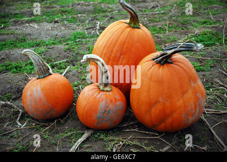 Quattro zucche in zucca patch Foto Stock