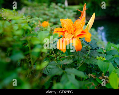 Solitario, bellissimo fiore di arancia visto in piena fioritura a lato di un laghetto in giardino d'estate. Foto Stock