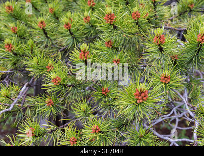 Gli aghi di pino Close Up con piccole pigne germogliando Foto Stock