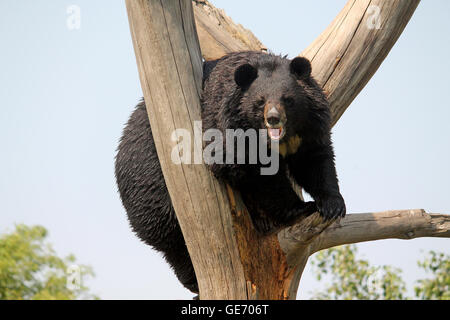 Asian Black Bear o Himalayan Black Bear (Ursus thibetanus o Selenarctos thibetanus) nazionali Zoological Park, New Delhi, India. Foto Stock