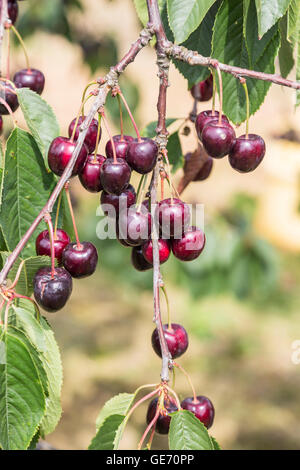 Mature ciliegie fresche che cresce sull'albero a Northiam sulla East Sussex / Kent frontiera in estate Foto Stock