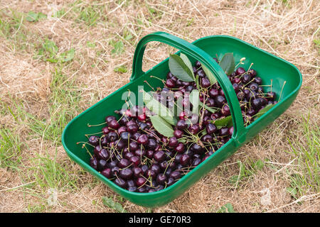 Trug giardino pieno di appena raccolto le ciliegie a Northiam sulla East Sussex / Kent frontiera in estate Foto Stock