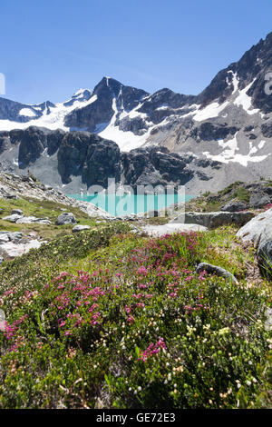 Colpo verticale di turchese Wedgemount Lago selvaggio e fiori alpini Whistler, BC Foto Stock