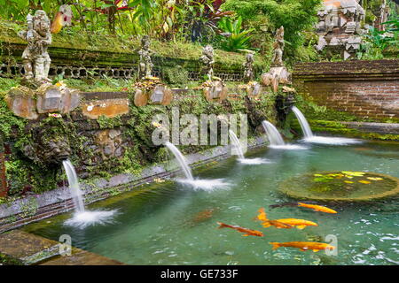 Molle di santo a Pura Gunung Kawi tempio, Bali, Indonesia Foto Stock