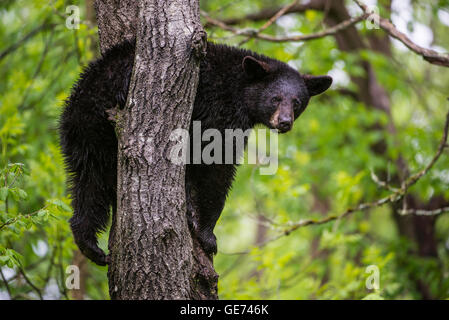 Black Bear yearling Urus americanus, appoggiato a cavallo di una struttura ad albero, America del Nord Foto Stock