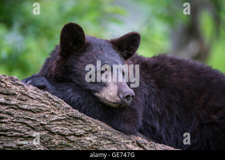 Black Bear yearling Urus americanus, appoggiato nella struttura ad albero, America del Nord Foto Stock